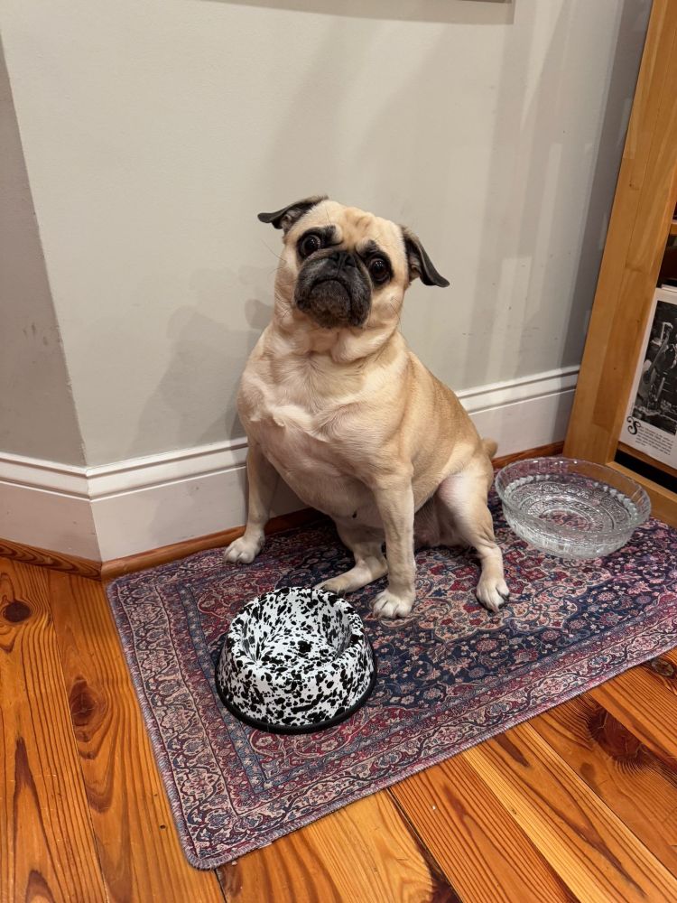 Beige pug sits between her empty food bowl and full water bowl with big, soulful eyes