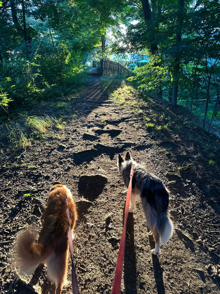 Two dogs on a dirt trail, lit at golden hour by low golden sunlight. 