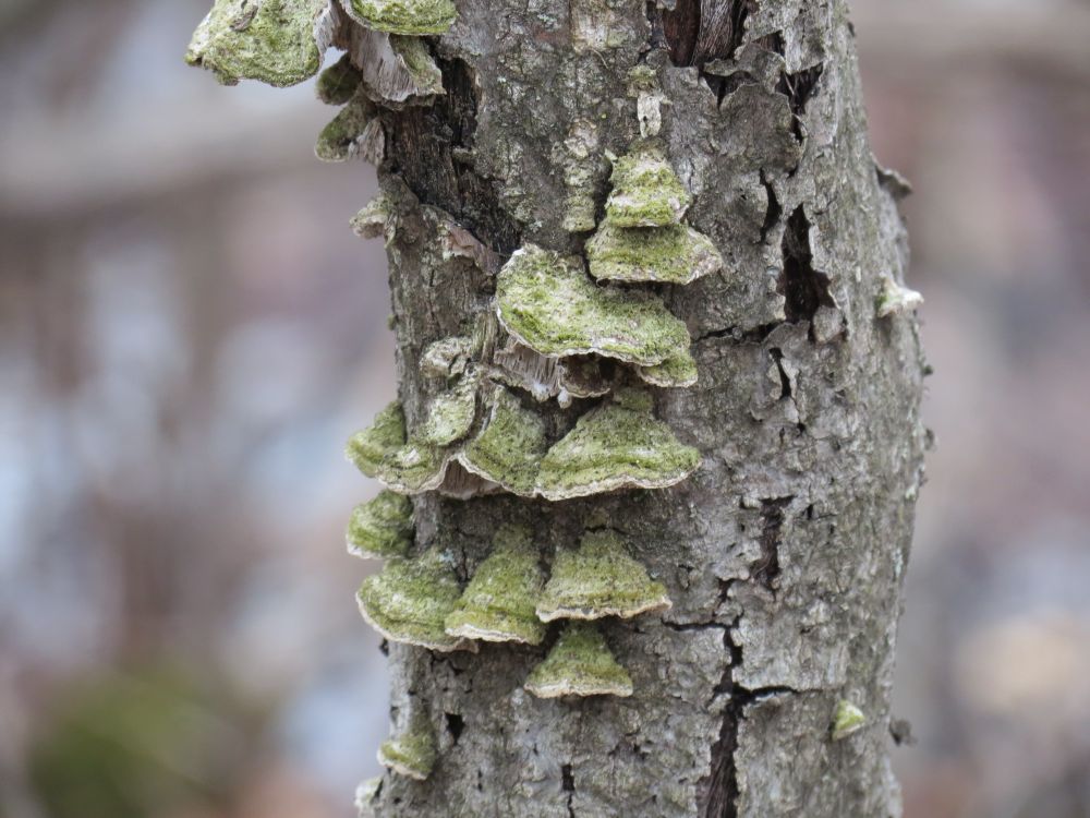 Green and white fungal growths on a small tree
