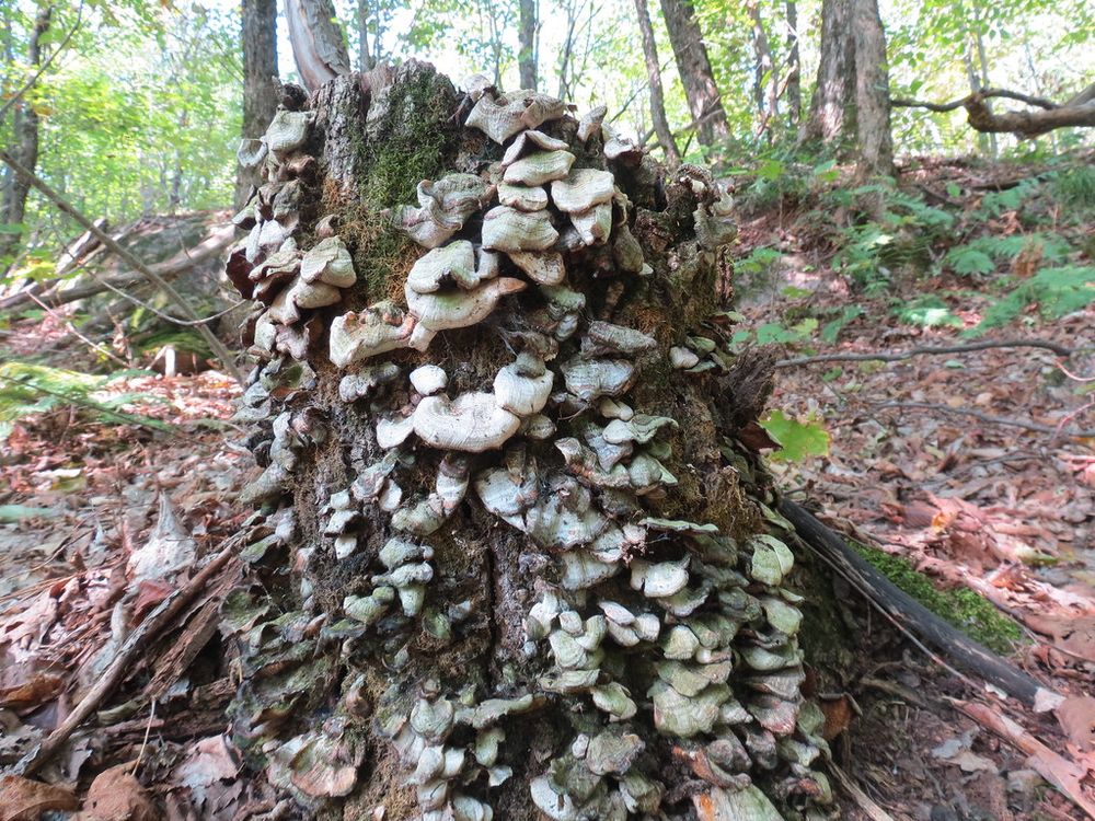 A tree stump that is covered with white fungal growths