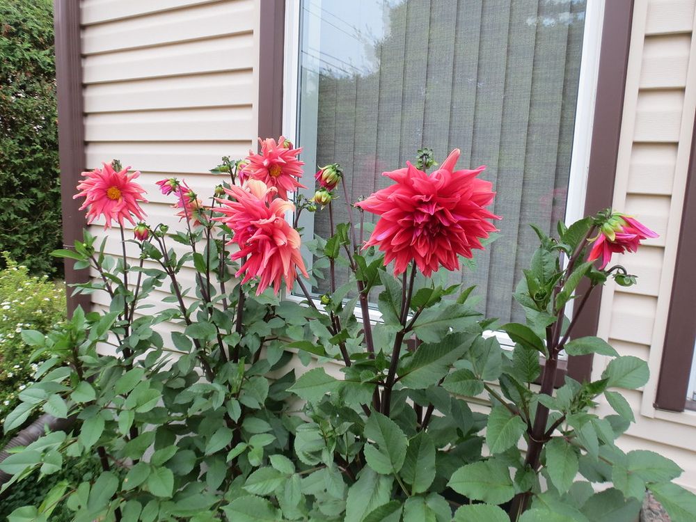 Red dinner plate dahlia flowers in full bloom