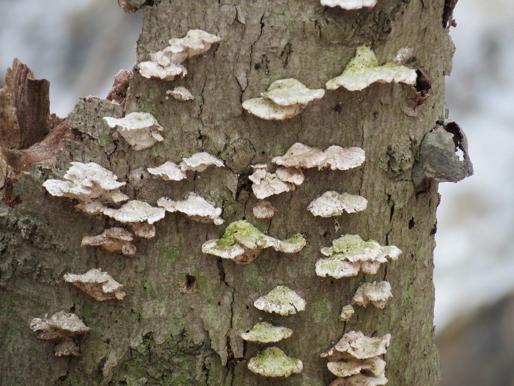 Closeup photo of the tree stump with many white fungal growths.