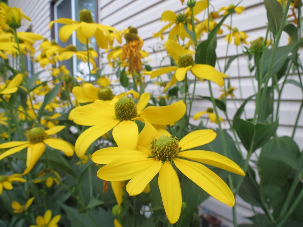 Bright yellow rudbeckia flowers