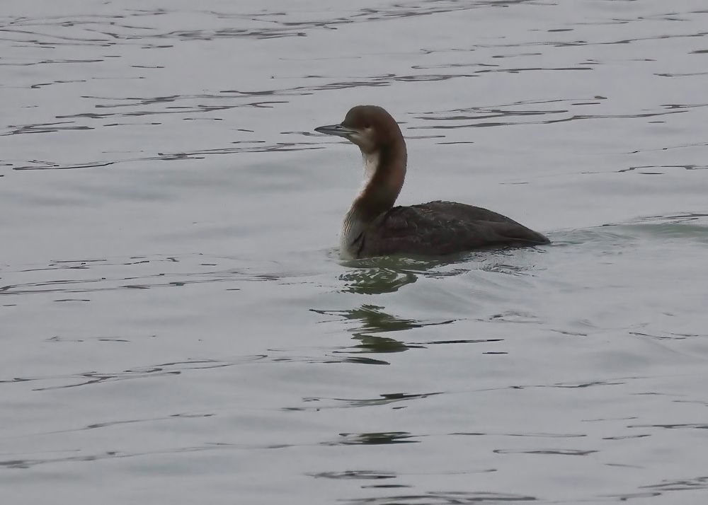 Pacific Diver at Veere in Holland