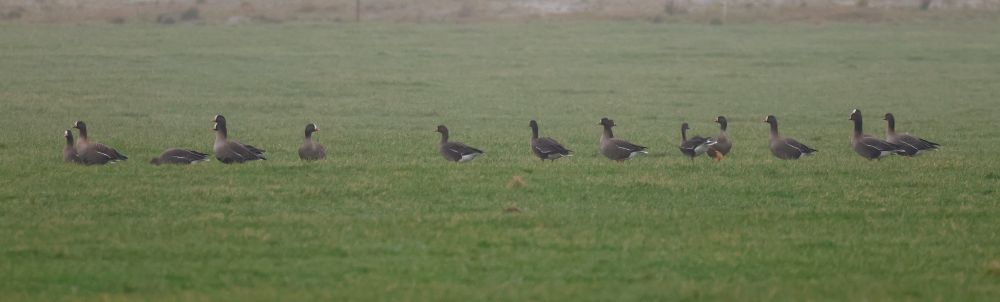 18 Lesser White-fronted Geese near Camperduin in Holland