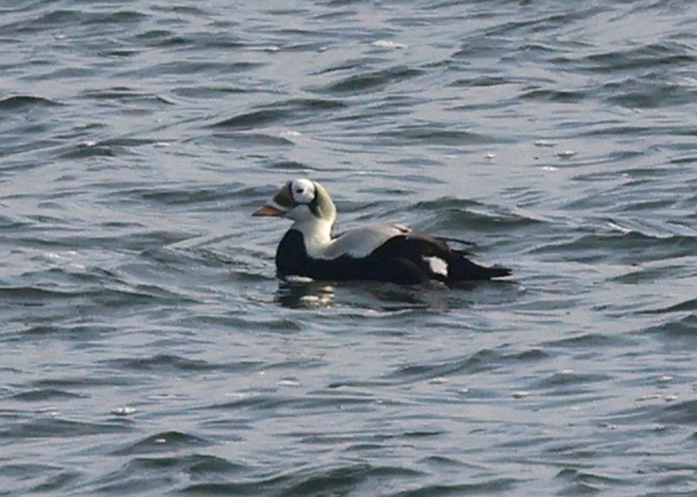 Drake Spectacled Eider off Texel, Holland