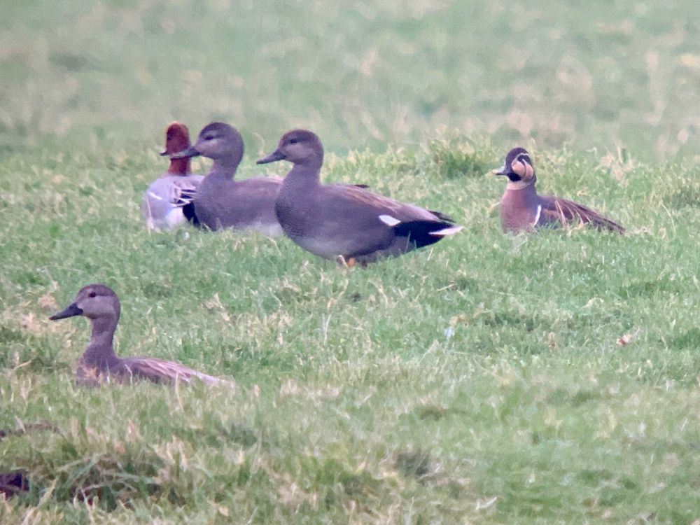 1st winter drake Baikal Teal with Gadwall and Wigeon