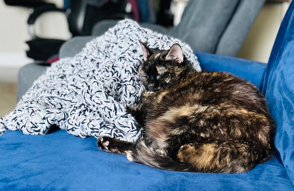 Daisy kitty snuggling WIP crochet 🧶 throw