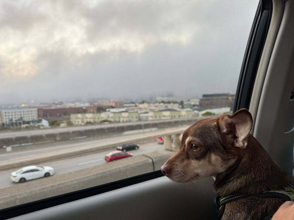 A very foggy sky blocks view of the San Francisco skyline as a cute Chihuahua looks out the car window 