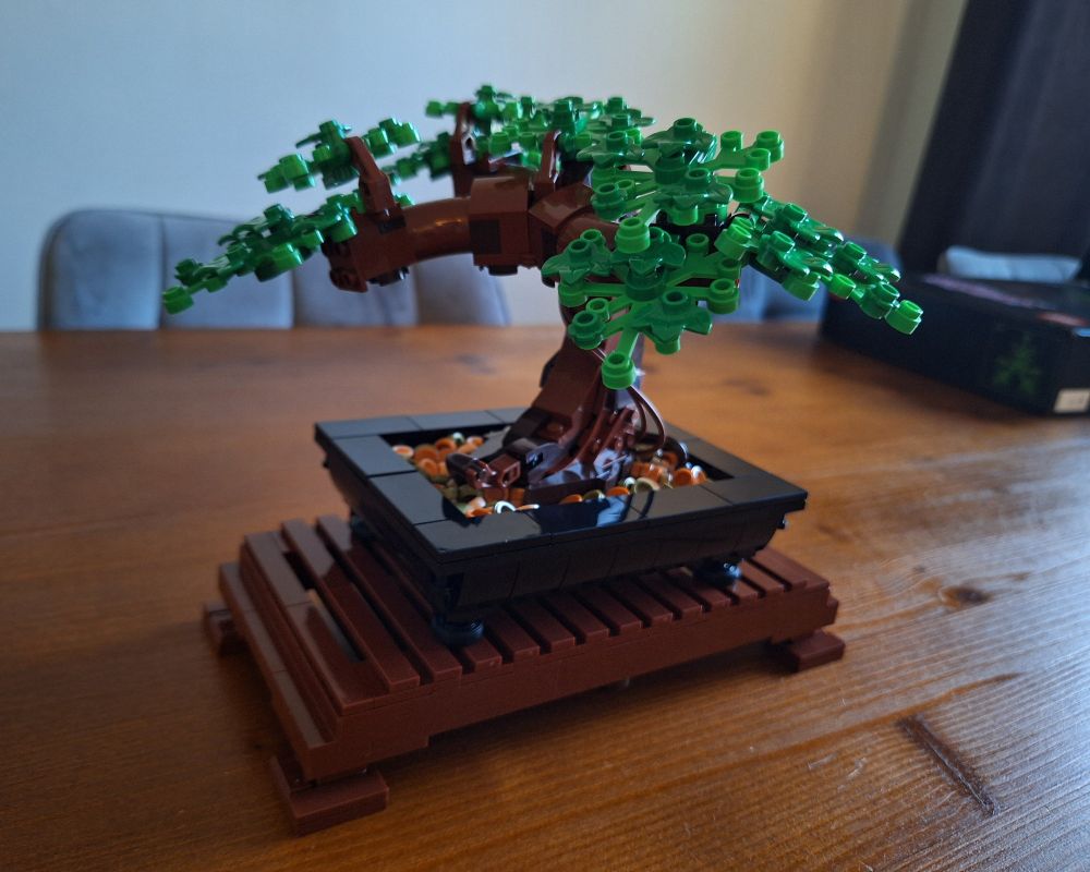 An alternative angle of the bonsai tree.