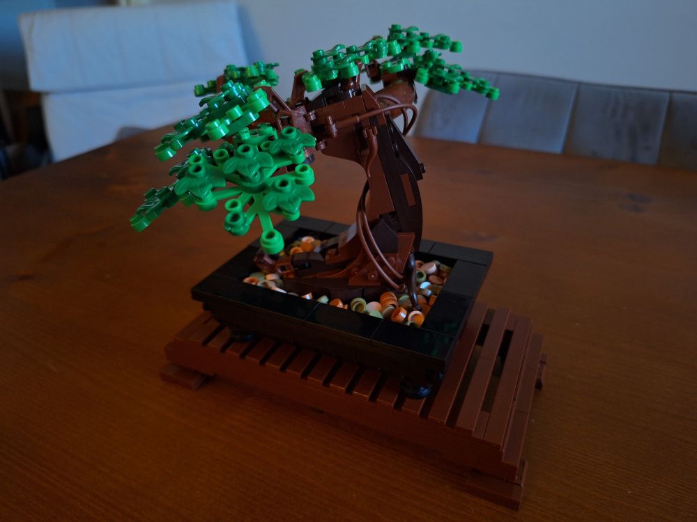 Another angle of the bonsai tree.
