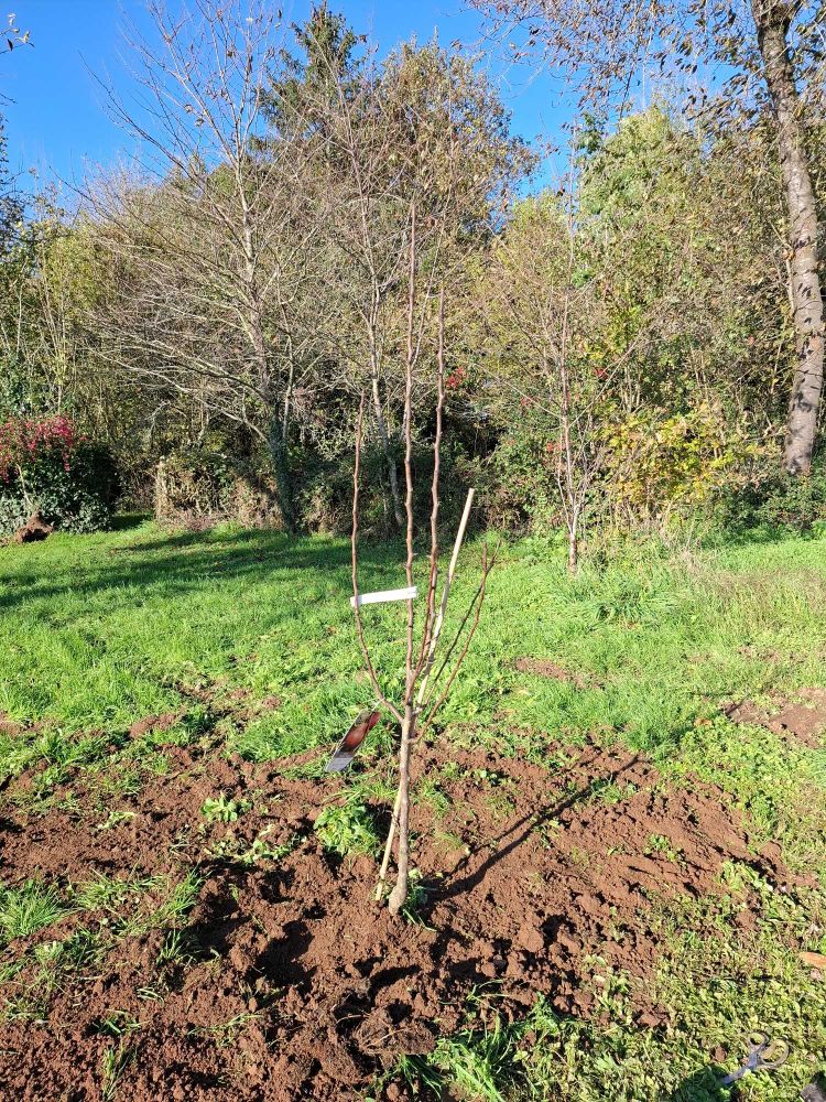 Poirier Doyenné de Comices