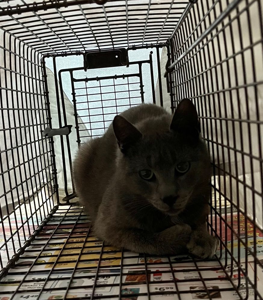 Grey cat in a trap