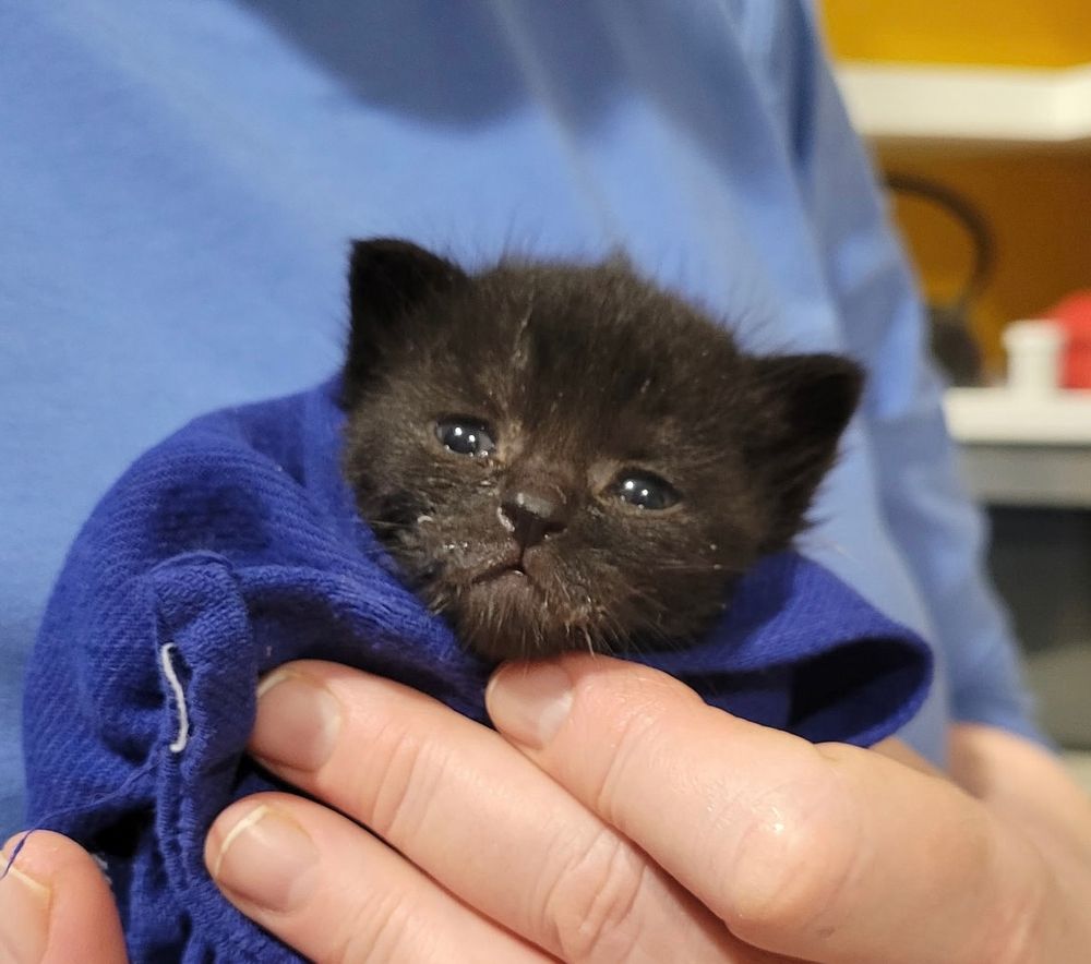 Black kitten wrapped in a towel. 