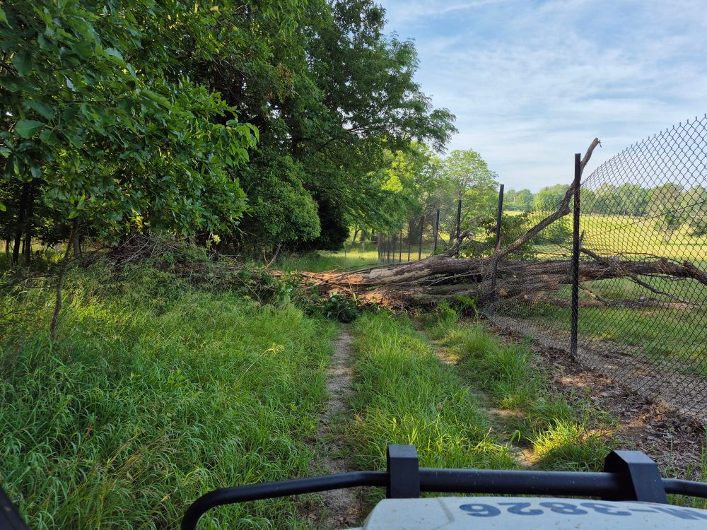 A large dead tree uprooted and fell on top of metal fence for bison enclosure.