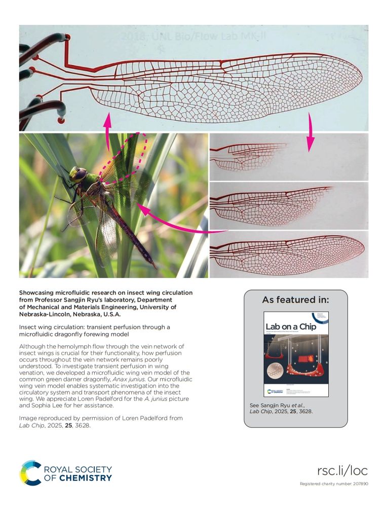 Inside back cover of issue 15 of Lab on a Chip. Image shows a dragonfly wing microfluidic perfusion model.