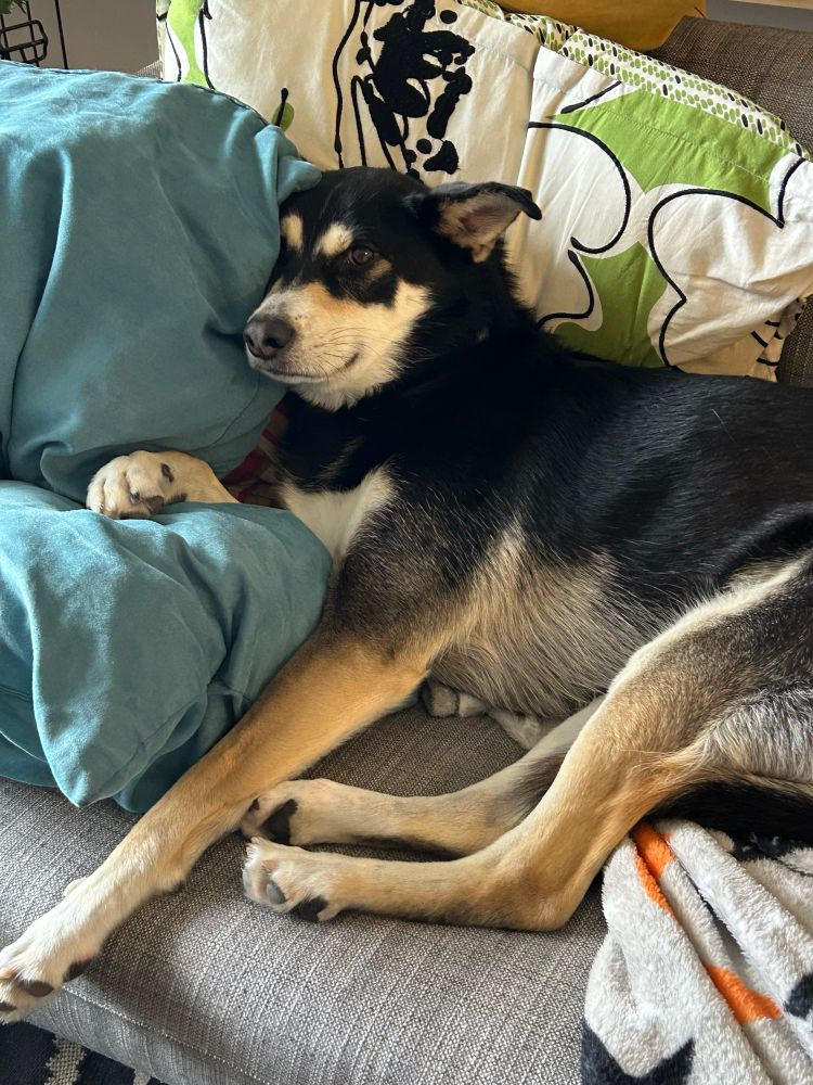 Photo of a dog on a couch propped up by four pillows