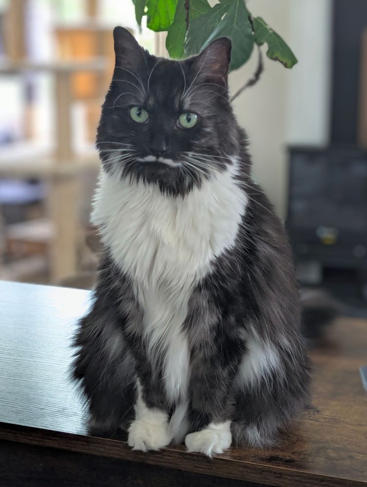 A grey and white fwuff cat with a white milk mustache sitting on a table