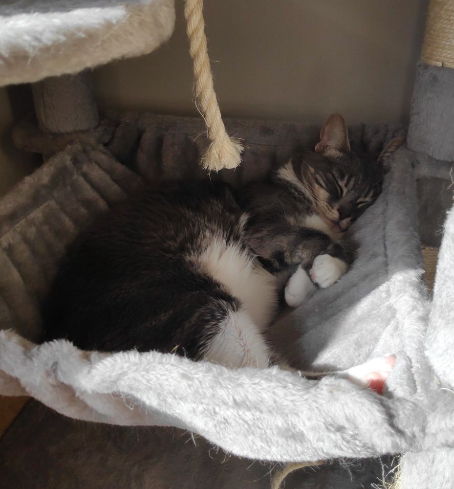 Gata durmiendo plácidamente en hamaca de árbol para gatos.