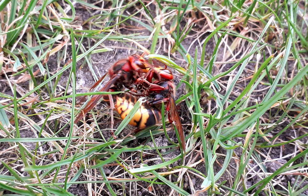 Zwei Hornissen liegen umschlungen im Gras und traktieren sich gegenseitig mit ihren Kauwerkzeugen.