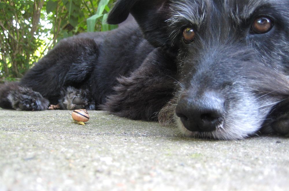 Eine Schnecke kriecht um einen -- aus ihrer Sicht -- riesengroßen schwarzen Hund herum. Der halbblinde Hund liegt müde auf dem kühlen Betonboden und schaut desinteressiert in die andere Richtung.