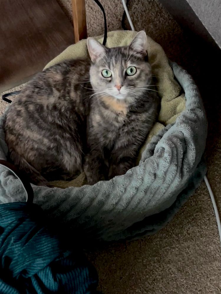 A gray cat, named Olive, laying in a bowl made from a glass lampshade that is wrapped in towels. 