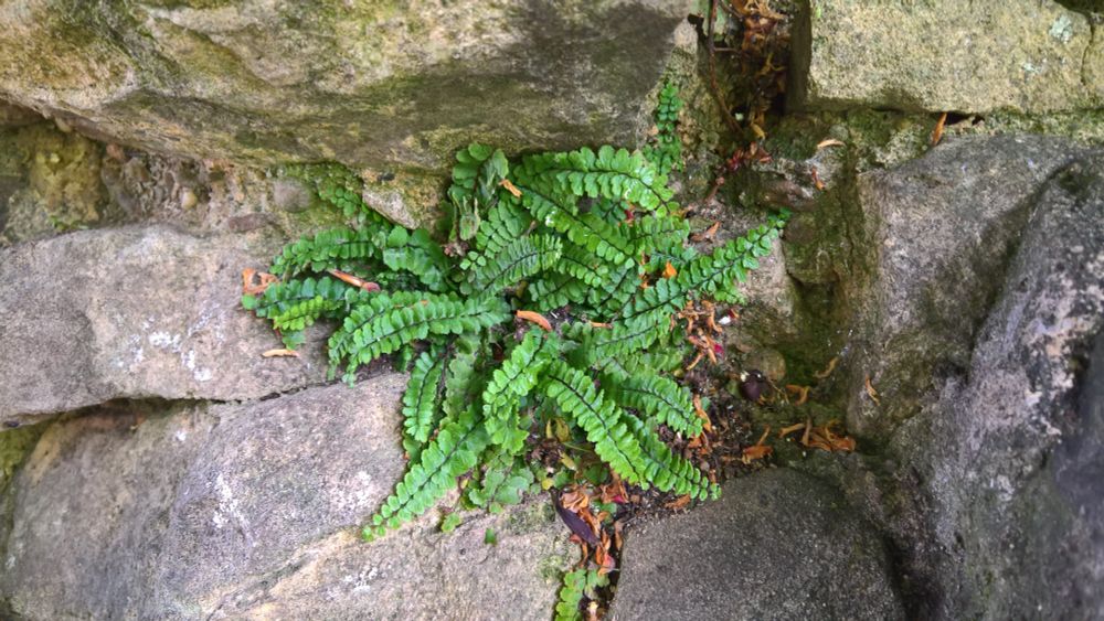 Asplenium ssp pachyrhachis