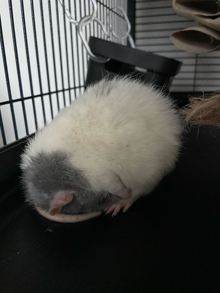 Rat napping with his head tucked under his belly