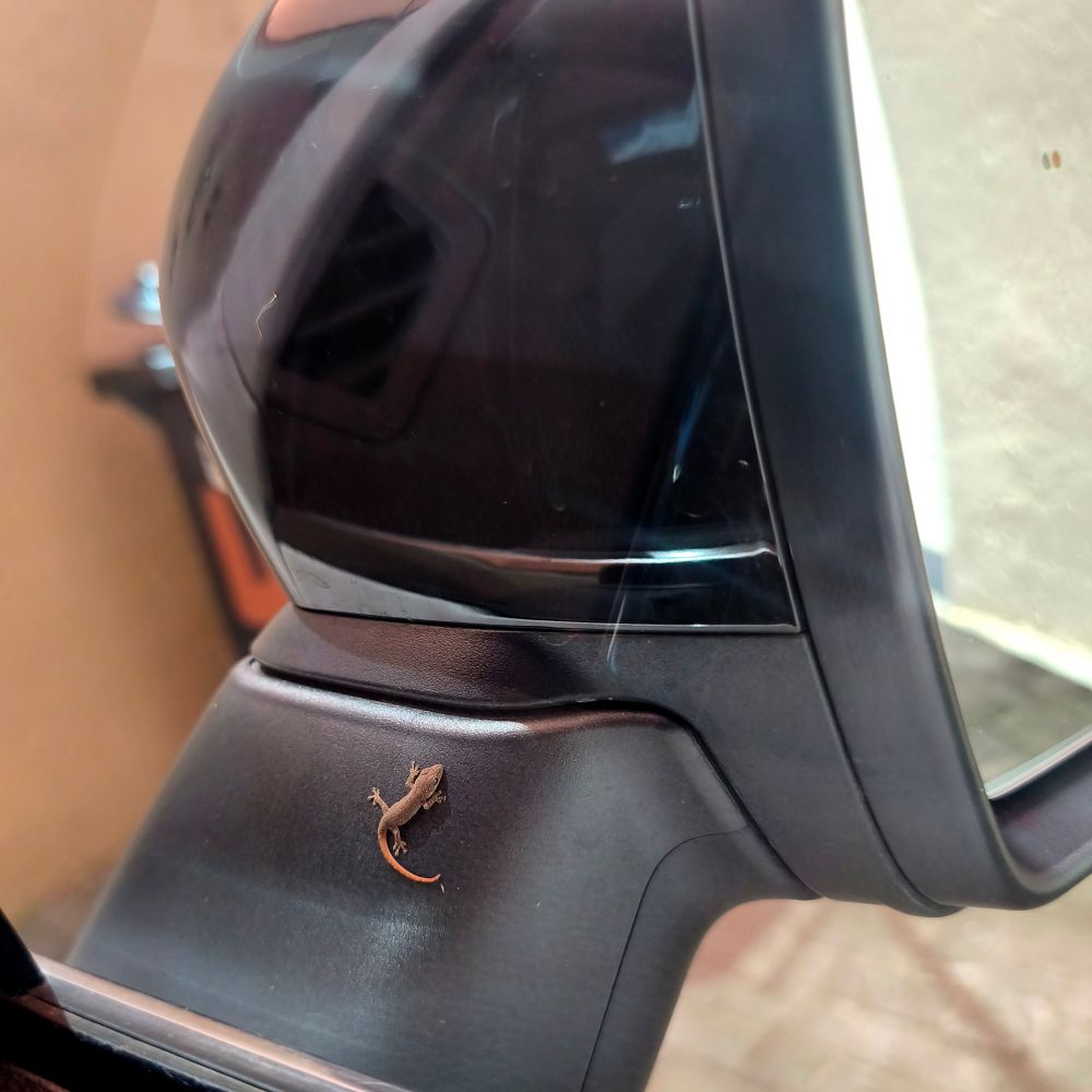 Small gecko on car mirror 