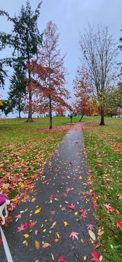 a wet and windy walk this morning but the colors are bright and vibrant 