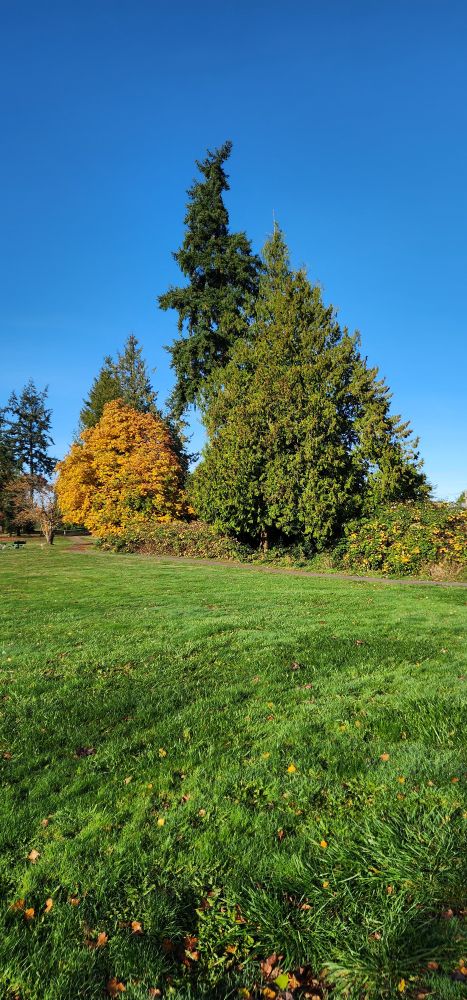 a photo of trees at the park after a week of rain and wind 