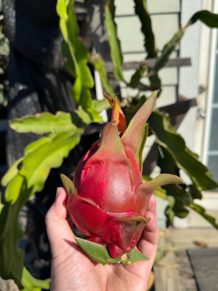 Hand holding dragon fruit. 