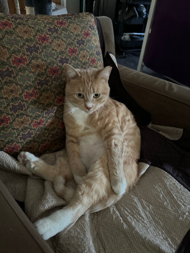 Orange tabby cat sitting in an unflattering position. 