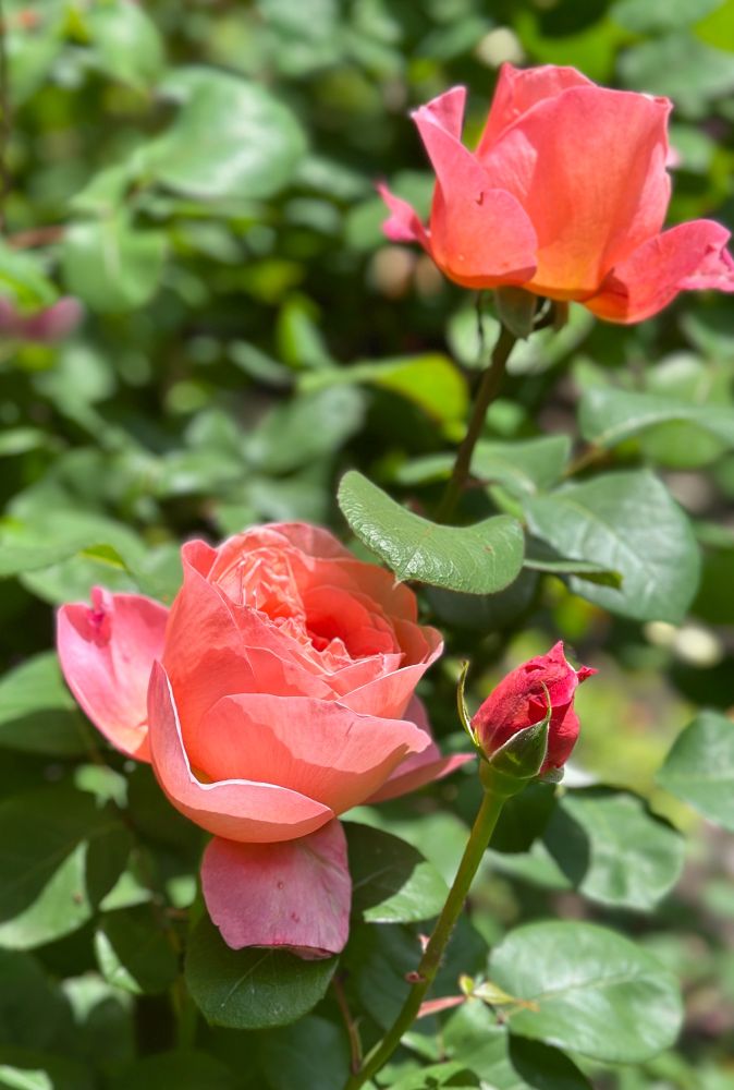 Two pink roses and a rose bud among green leaves, sunlit