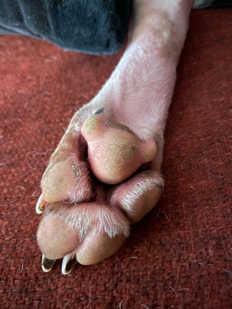 Bottom of white dog paw, with pink pads, stretched out on a red cushion. 