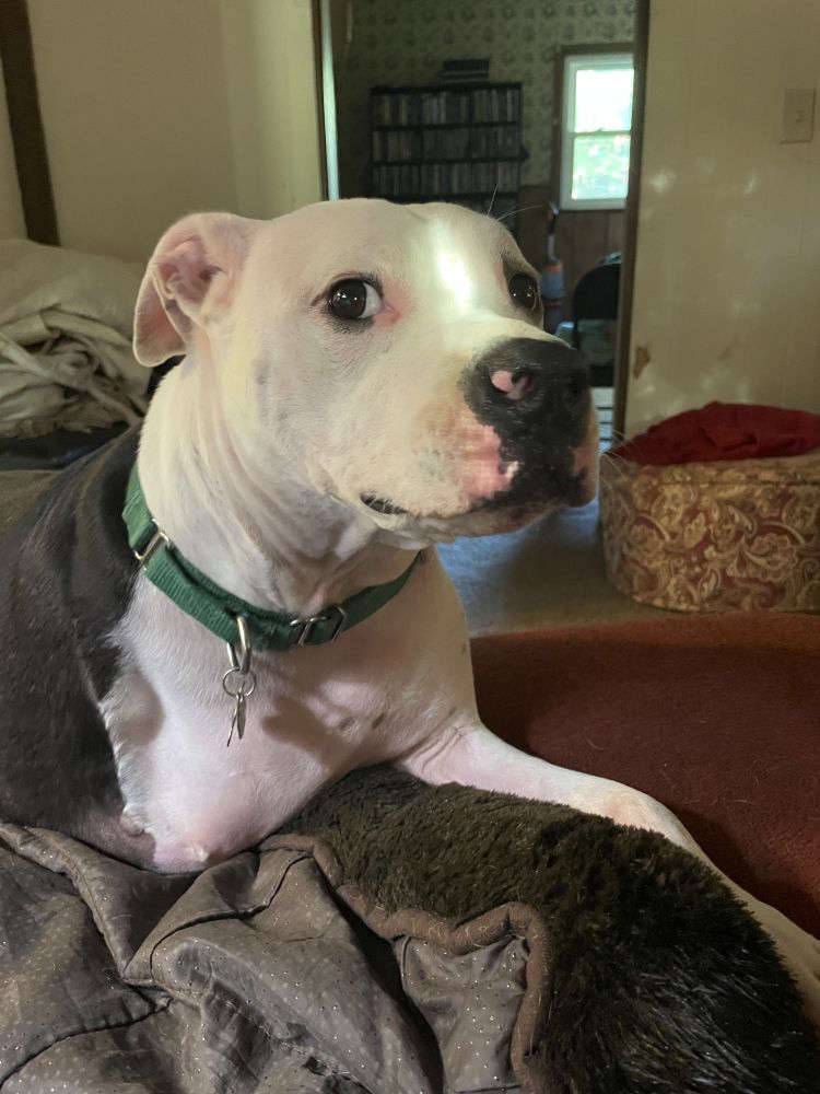 A white pitbull dog with black spots and a black nose, missing his right front leg, giving side-eye to the camera while reclining on a red sofa.