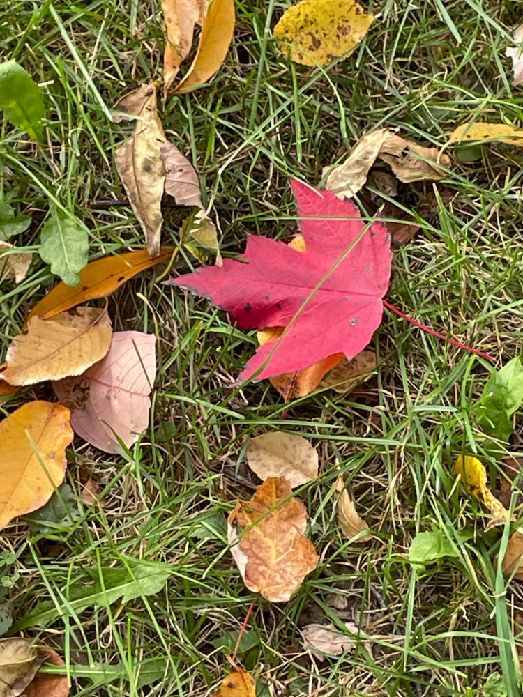 green fall grass with yellow leaves scattered across it, with one red maple leaf slightly off center