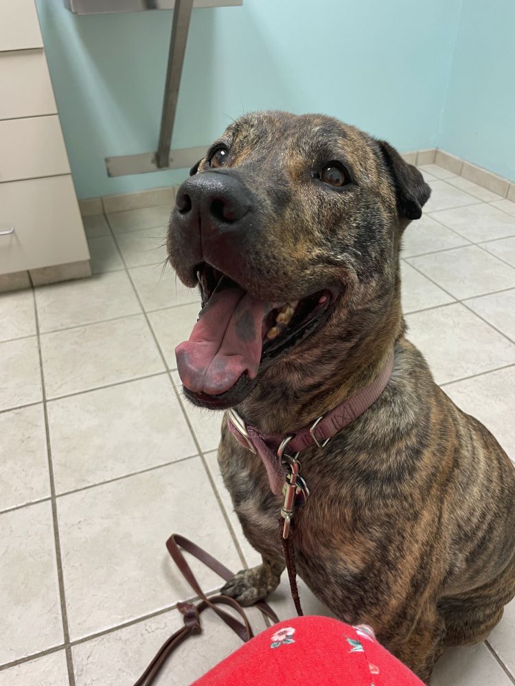 happy/anxious brindle mutt, short haired with tiny dark brown triangle ears, hound body, and a pink tongue with black spots, sitting in a vet exam room hoping to go home soon now please okay thanks