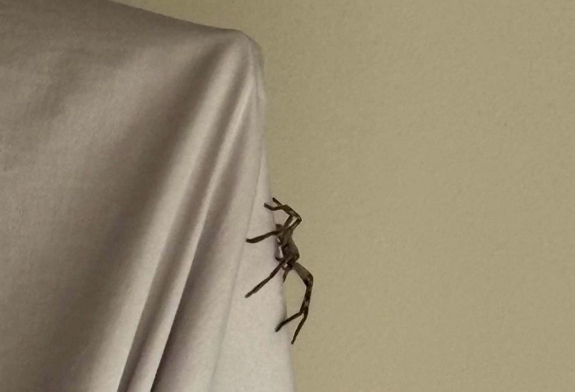 mid level huntsman spider