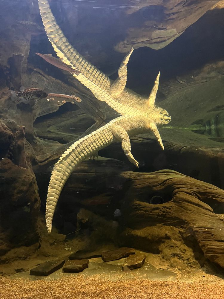 Claude, an albino alligator at the California Academy of Science is leisurely hanging out in his pool. The angle almost doubles him.