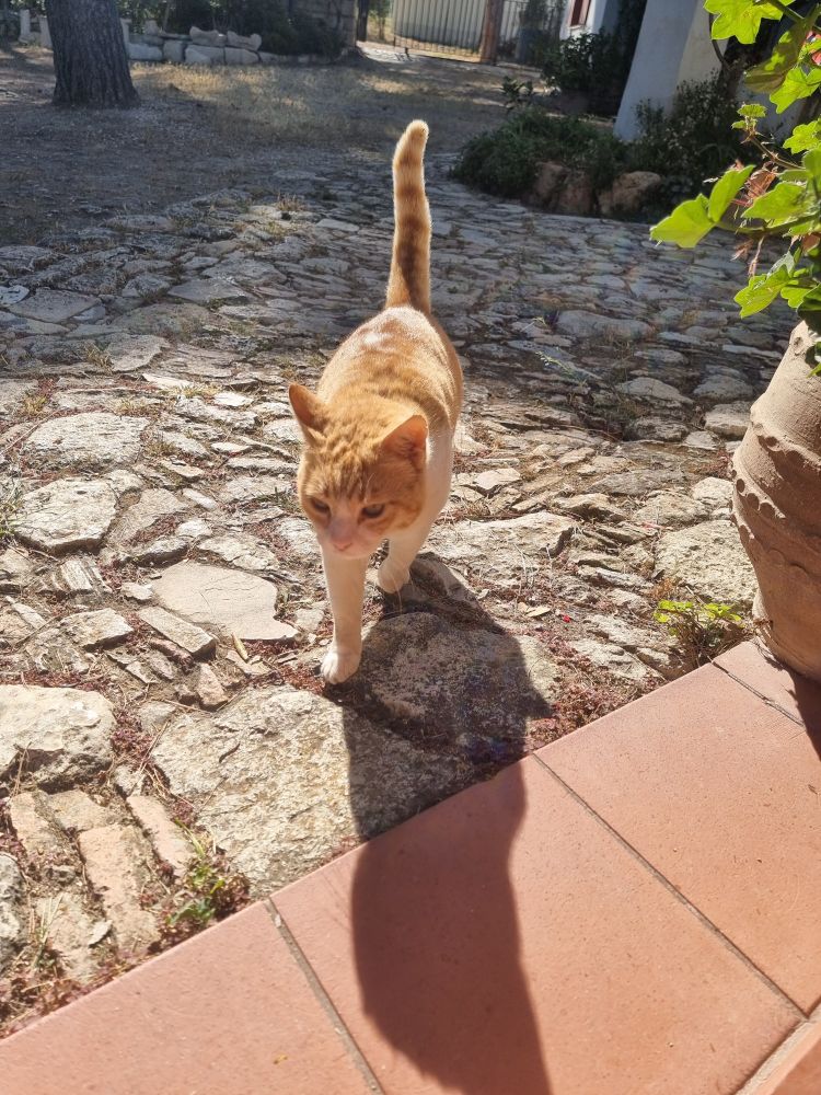 A chunky ginger and white cat is marching across a cobble surface, on a mission (to get cuddles, presumably).