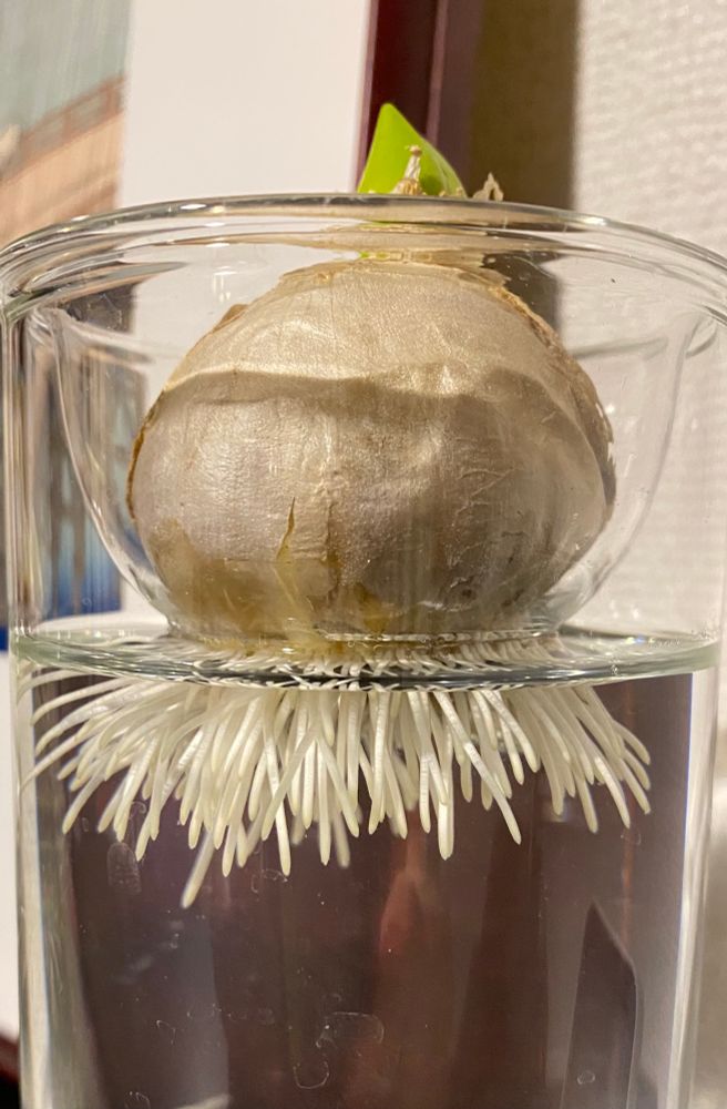 出遅れた水栽培のスンスの球根から根がたくさん伸びてきた！