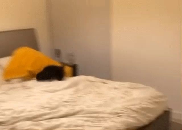 a cat is laying on a bed in a bedroom with a yellow pillow .