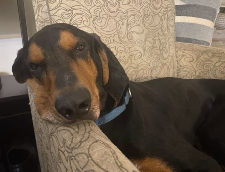 Black and tan coonhound in an armchair with head draped over the chair’s arm looking unimpressed with the world.
