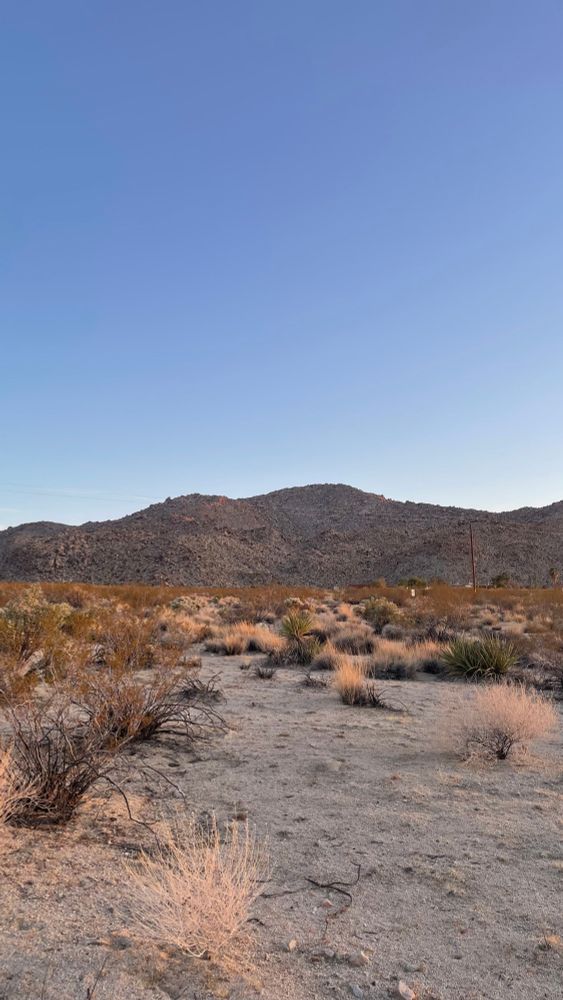 shrub- and grass land in the Mojave desert