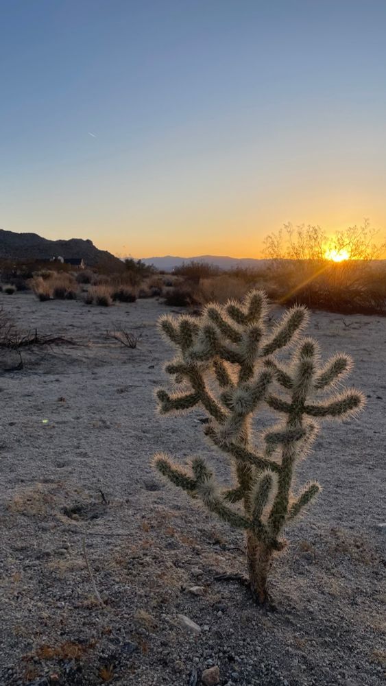 Cactus with a sunset