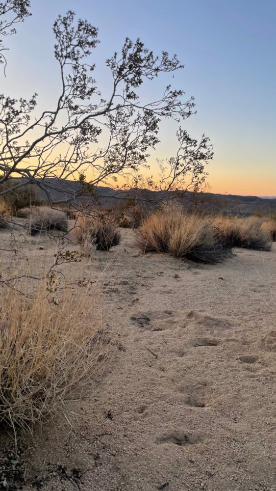 Creosote shrub and grass in the Mojave desert