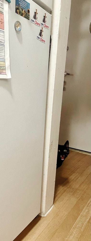 Cat peaking at the inf the corner with giant fanga

Strahd is a dnd game 