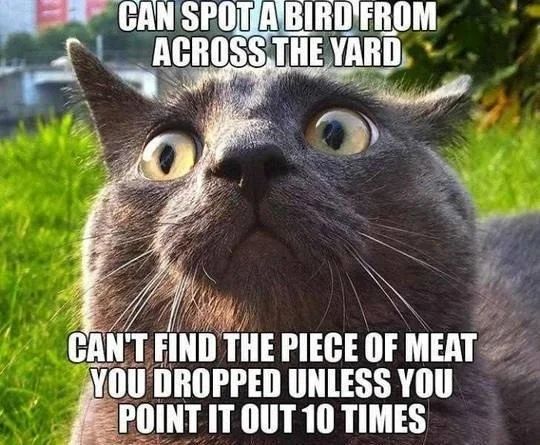 Cat " can spot a bird from across the yard can't find the piece of meat you dropped unless you pointed out 10 times
