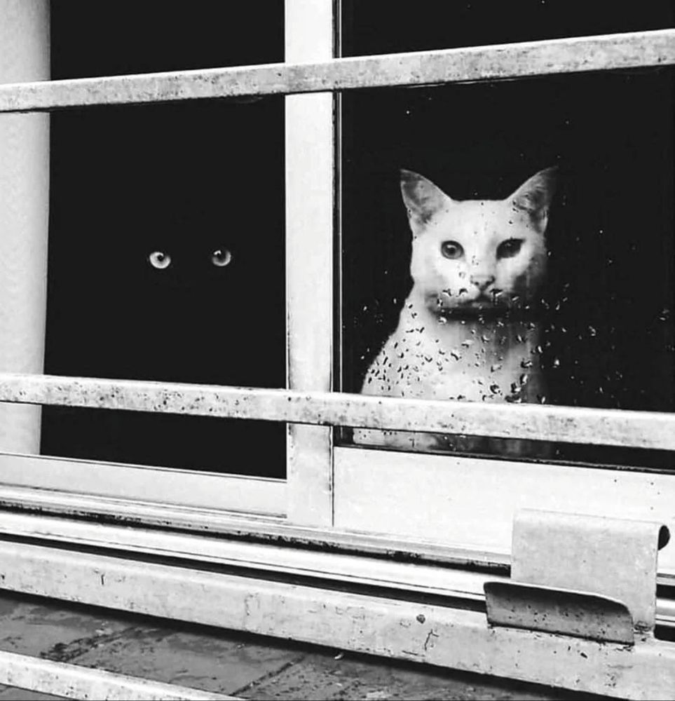 Dnd black and white cat